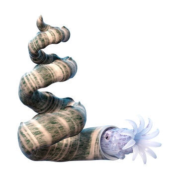 3D Rendering Bostrychoceras Mollusc on White