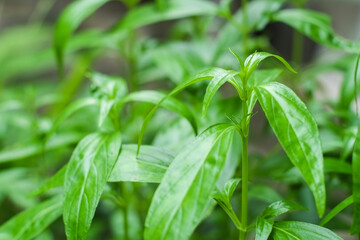 Top young green leaves of fresh andrographis paniculata or kariyat tree (fah talai jone), a Thai traditional herb and has antipyretic properties close-up.