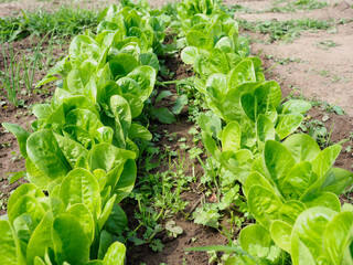 Two rows of fresh green lettuces growing