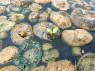 Germinating plant on floating water grassGerminating plant on floating water grass