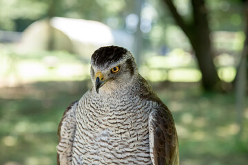 ハンターであるオオタカの鋭い視線【眼光】