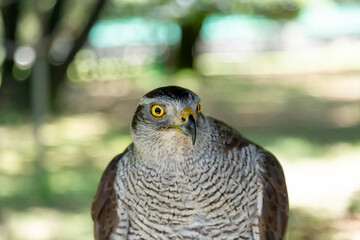 ハンターであるオオタカの鋭い視線【眼光】