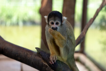 爪を噛むボルビヤボリビヤリスザルの容姿