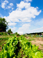 Fototapeta na wymiar Two rows of fresh green lettuces growing under a blue sky