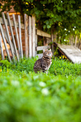 A small striped kitten is sitting on the green grass and looking at the camera. A kitten is sitting in the village near a wooden fence.