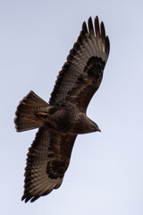 eagle in flight