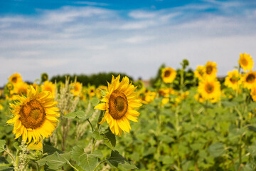 Fototapeta premium field of sunflowers