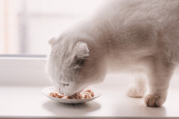 White fold cat eats food from a small plate on a white window