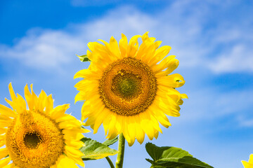 Fototapeta premium sunflower on blue sky