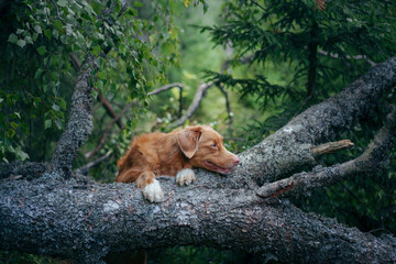 dog in the green forest put her paws on a log. Nova Scotia Duck Tolling Retriever in nature among the trees. Walk with a pet