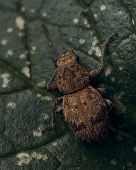 Details of a weevil on a green leaf.