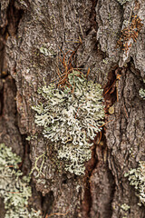 Fototapeta premium an old tree with lichen 