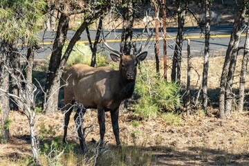 Naklejka na ściany i meble A Female Elk in Grand Canyon National Park, Arizona