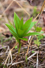 spring shoots in the forest