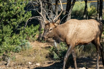 Naklejka na ściany i meble A Female Elk in Grand Canyon National Park, Arizona