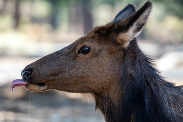 A Female Elk in Grand Canyon National Park, Arizona