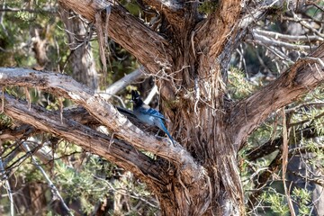 A Steller Jay in Grand Canyon National Park, Arizona