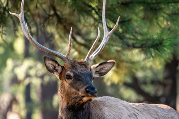 A Female Elk in Grand Canyon National Park, Arizona