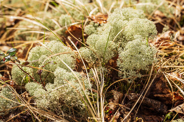 siberia-northern yagel