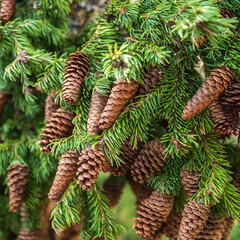 a lot of cones on the tree