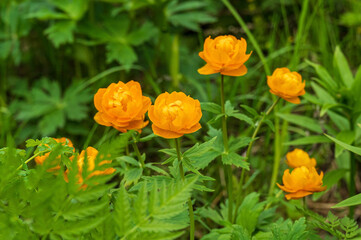 Fototapeta premium spring flowers asian bathing suit