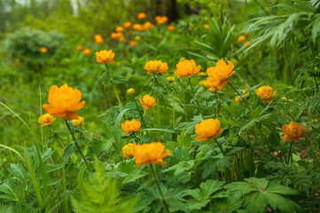 spring flowers asian bathing suit
