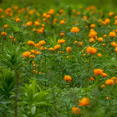 spring flowers asian bathing suit