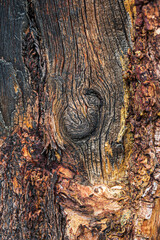 patterns and texture of old wood	