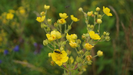 wild flowers of Transbaikalia