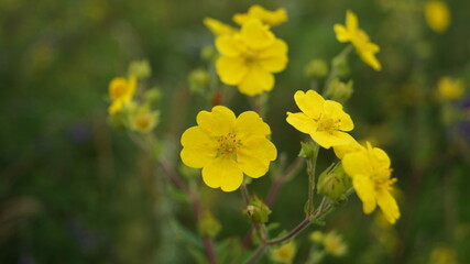 wild flowers of Transbaikalia