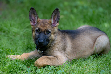 Dog portrait of an eight weeks old German Shepherd puppy laying down with a green grass background. Sable colored, working line breed