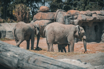 Elefante, animal, mamífero, elefante en zoológico, zoológico