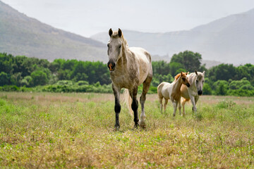 freedom and happiness, herd of horses in the mountain wild nature