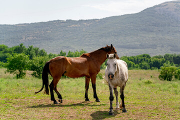 freedom and happiness, herd of horses in the mountain wild nature