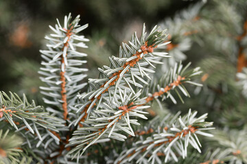 Closeup macro of coniferous tree