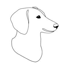 Isolated vector portrait of a dachshund dog, line art style