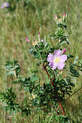 A cluster of Wyoming wild flowers