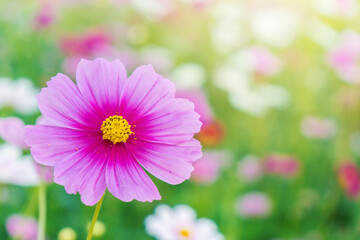 Obraz premium Cosmos colorful flower in the beautiful garden