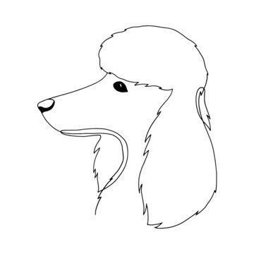 recommend clip art: Isolated vector portrait of a poodle dog, line art style