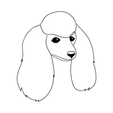 Isolated vector portrait of a poodle dog, line art style