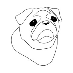 Isolated vector portrait of a pug dog, line art style