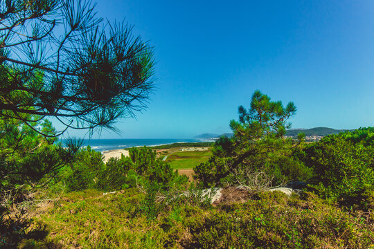 trees on the beach. pines in national park in portugal and atlantic ocean