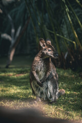 animal, canguro, mamífero, zoológico, fauna