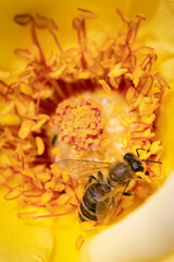 Bee on a yellow rose gathering pollen and nectar