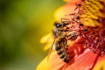 Bee on a orange flower collecting pollen and nectar for the hive