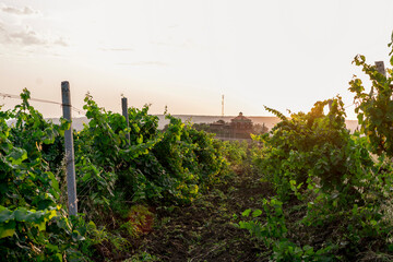 Fototapeta na wymiar rows of grape vineyard plantations farm, agriculture landscape