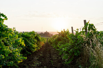 Fototapeta na wymiar rows of grape vineyard plantations farm, agriculture landscape