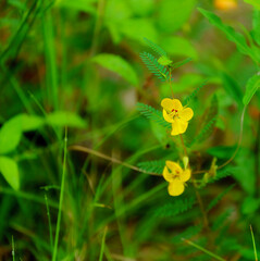 A patch of bright yellow Partridge Peas, Chamaecrista fasciculata, in a lush green wetland meadow where bees and butterflies feed in abundance.