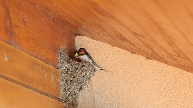 swallow brooding her cubs in slow motion