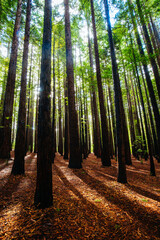 Cement Creek Redwood Forest in Australia
